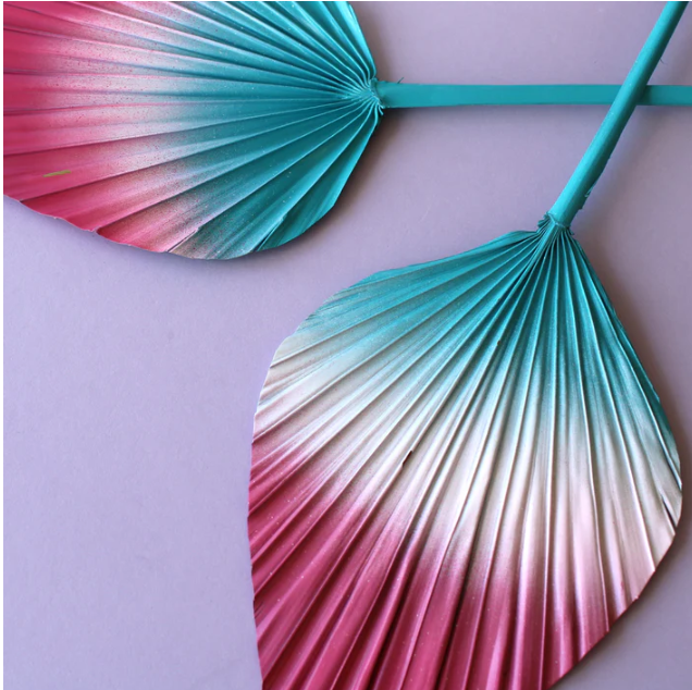 Candy Land Spear Palm