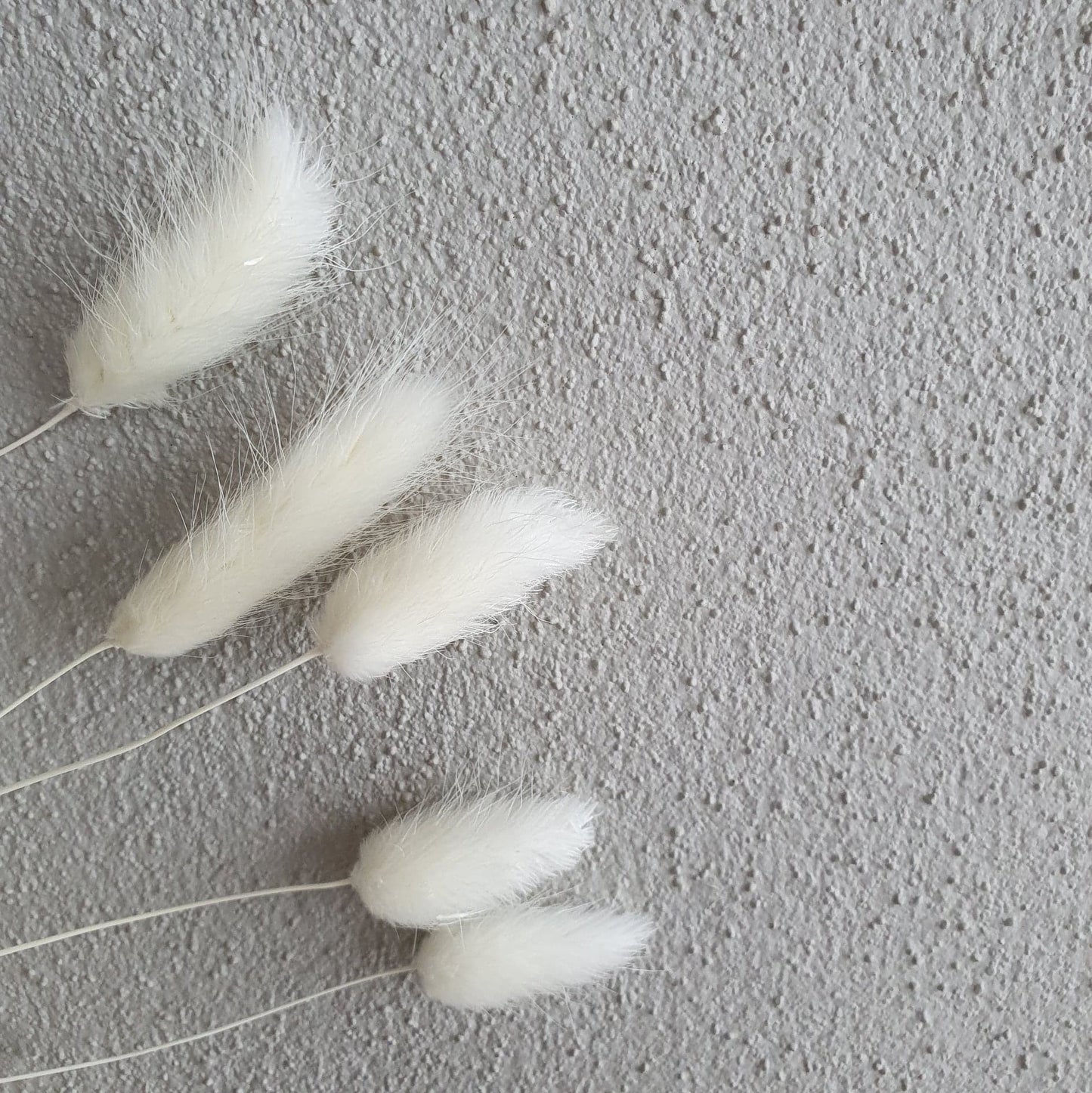 Bunny Tail Bloom (Pick Colour)
