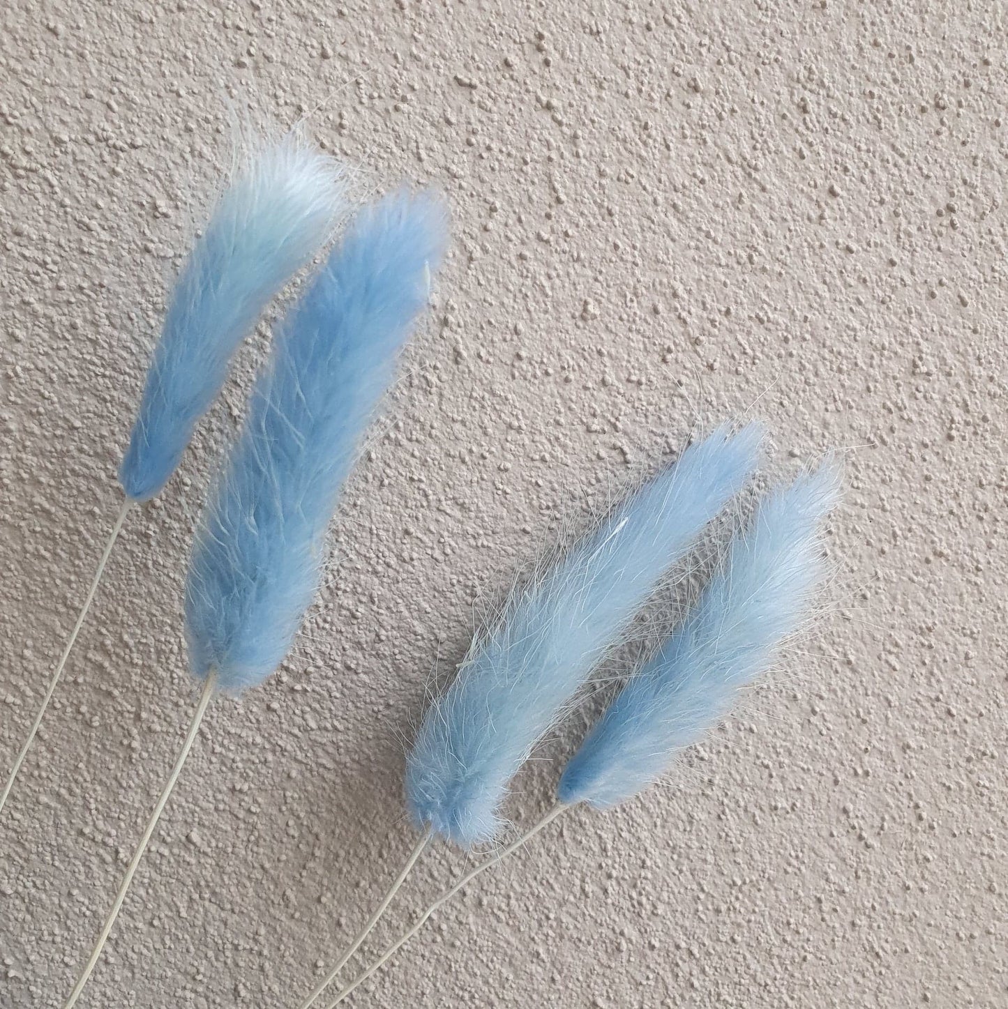 Bunny Tail Bloom (Pick Colour)