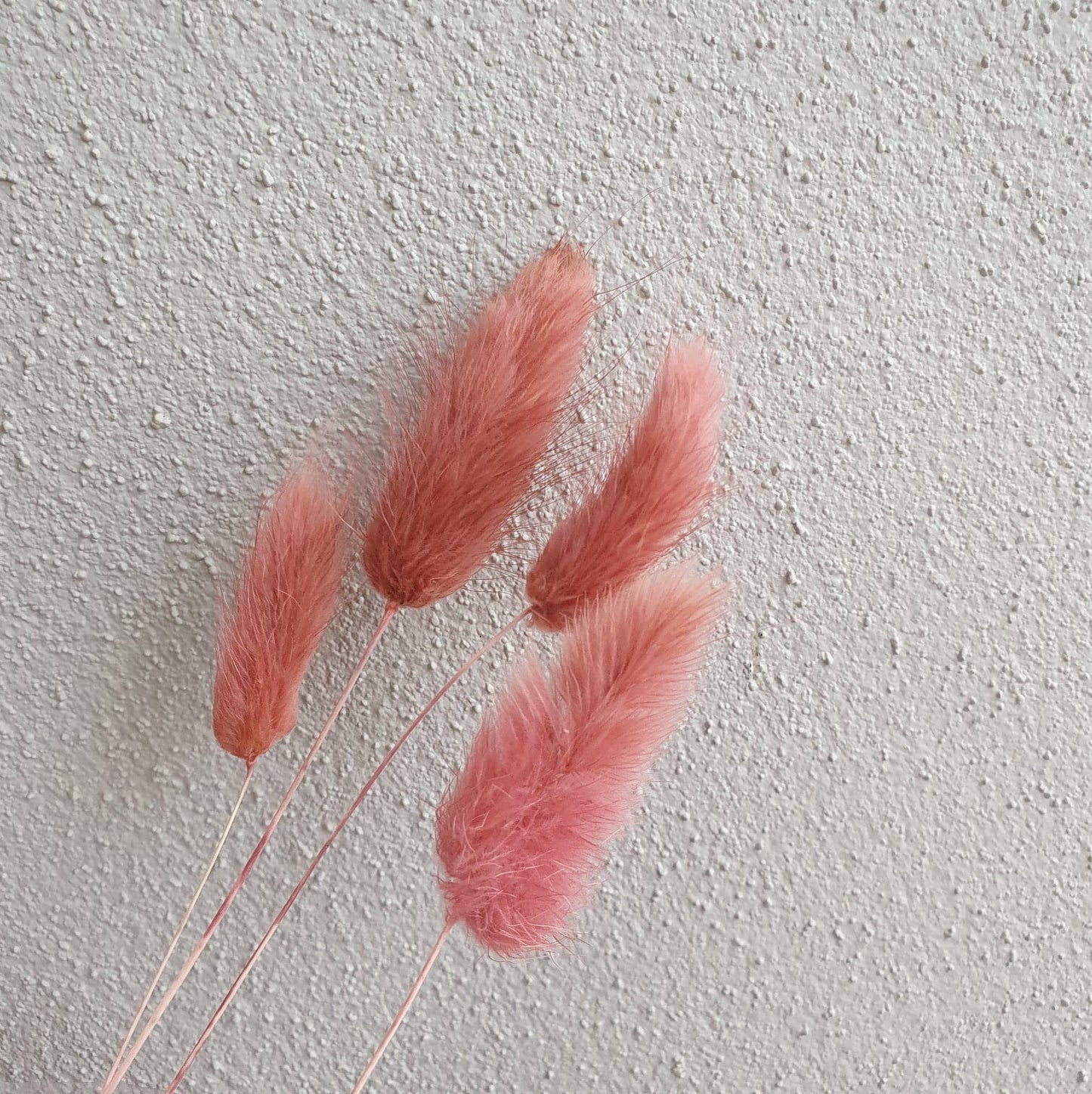 Bunny Tail Bloom (Pick Colour)