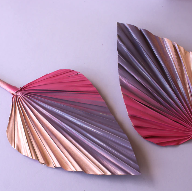 Sherbet Spear Palm