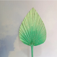 Toffee Apple Spear Palm